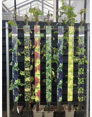 Druif | Vitis vinifera 'Palatina'