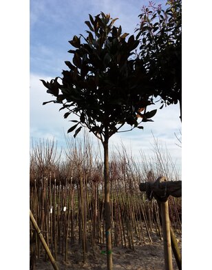 Magnolia grandiflora 'Double Nantais' | Wintergroen
