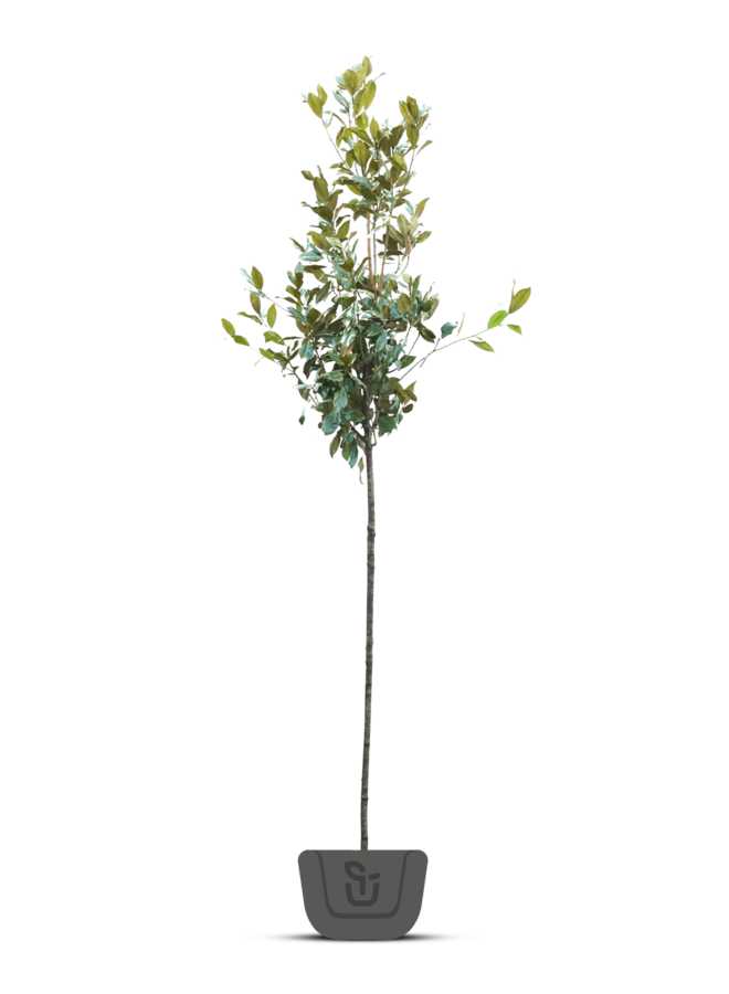 Magnolia grandiflora 'Double Nantais' | Wintergroen