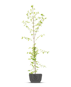 Magnolia 'Fairy Honey Velvet'