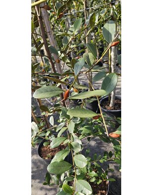 Magnolia 'Fairy Honey Velvet'