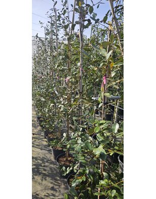 Magnolia 'Fairy Honey Velvet'