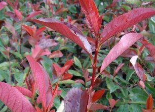 Voor- en nadelen van de Photinia fraseri Red Robin als (lei)boom