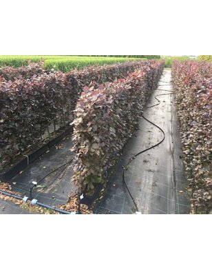 Kant en klare haag van rode beuk