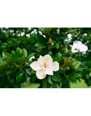 Magnolia grandiflora 'Double Nantais' | Wintergroen