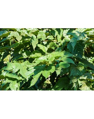 Moerbei als leiboom | Morus alba Fruitless