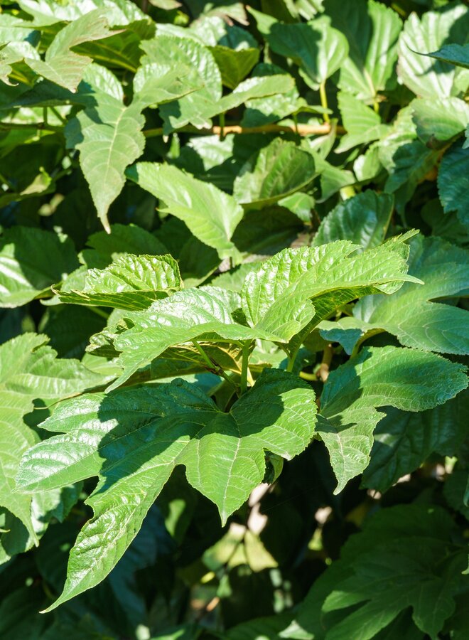 Moerbei als leiboom | Morus alba Fruitless