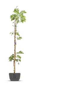 Blauwe regen | Wisteria Prematura