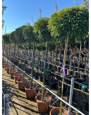 Dwergconifeer op stam | Cryptomeria Jap. Little Champion