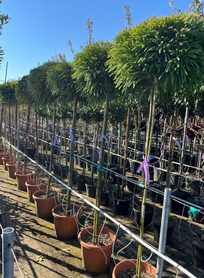 Dwergconifeer op stam | Cryptomeria Jap. Little Champion