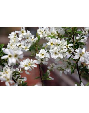 Exochorda racem. 'Niagara'