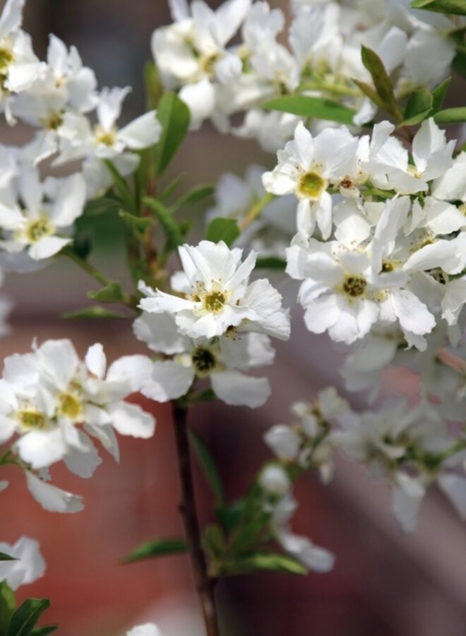 Exochorda racem. 'Niagara'