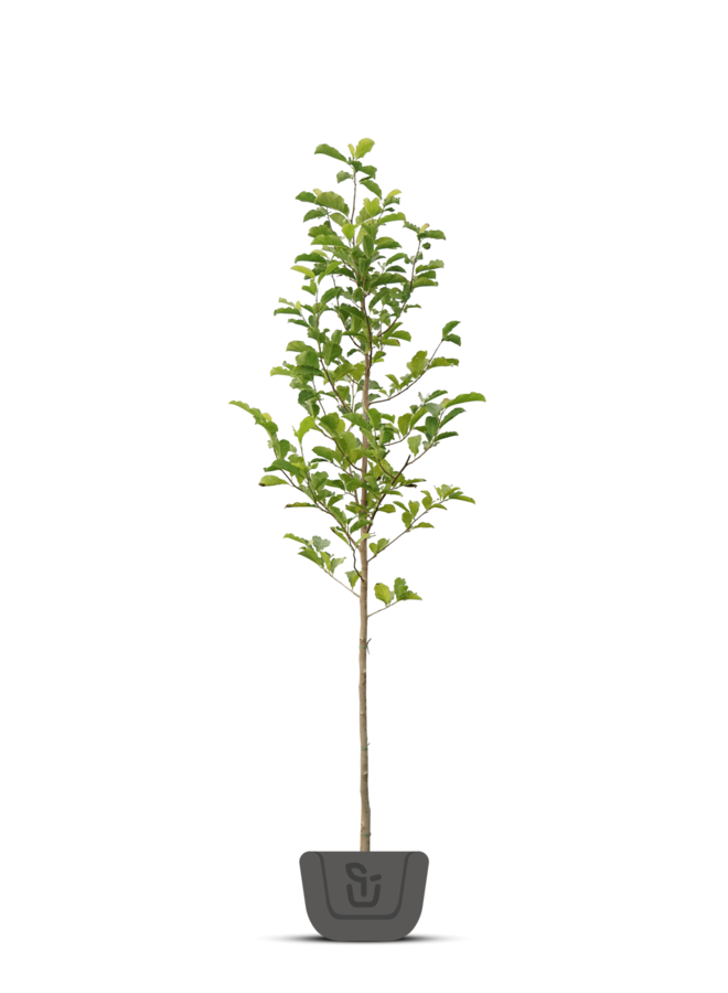 Magnolia loebneri Snowdrift | boom