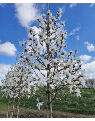 Magnolia loebneri Snowdrift | boom
