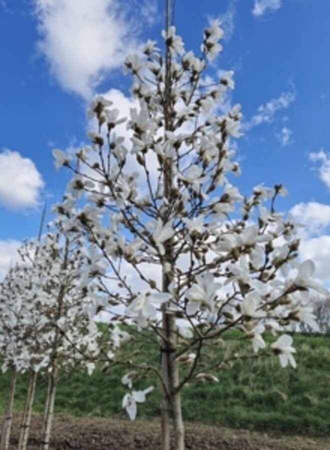 Magnolia loebneri Snowdrift | boom