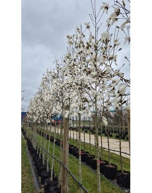 Magnolia sal. Wada's Memory