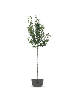 Wilde perenboom | Pyrus communis