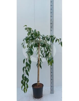 Japanse sierkers | Prunus Serrulata 'Kiku-Shidare-Zakura'