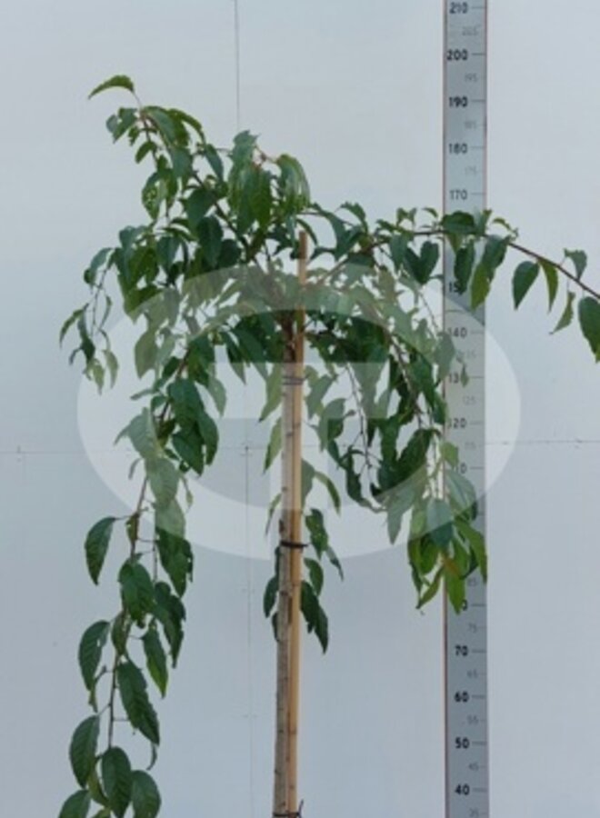 Japanse sierkers | Prunus Serrulata 'Kiku-Shidare-Zakura'