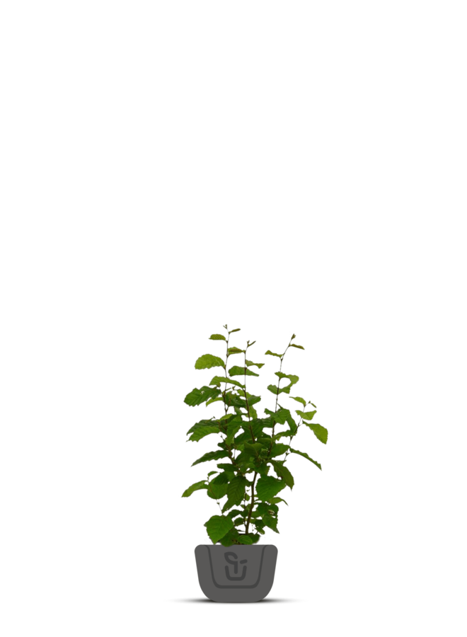 Blauwe bes | Vaccinium cor. Brigitta Blue'