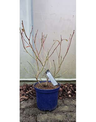 Blauwe bes | Vaccinium corymbosum Brigitta Blue'