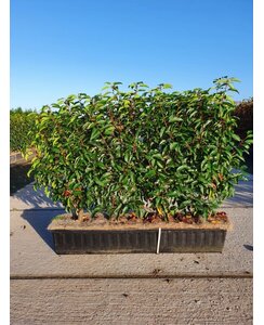 Kant en klare haag van Portugese laurier | Prunus l. Angustifolia