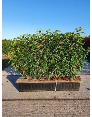Kant en klare haag van Portugese laurier | Prunus l. Angustifolia