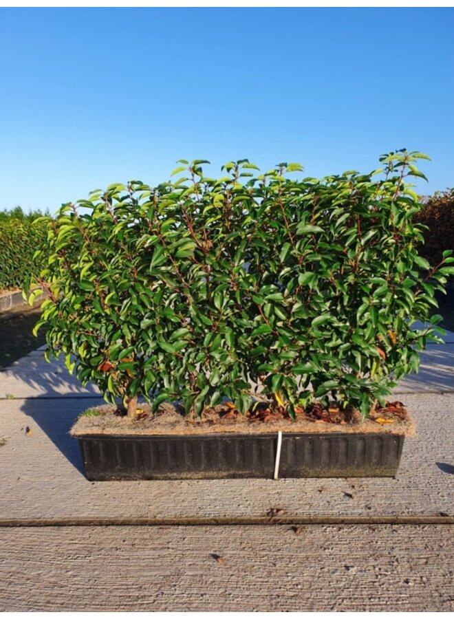 Kant en klare haag van Portugese laurier | Prunus l. Angustifolia