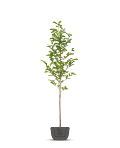 Magnolia biondii