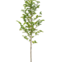 Magnolia biondii