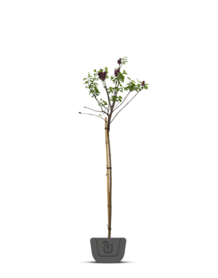 Sering | Syringa bloom. Dark Purple