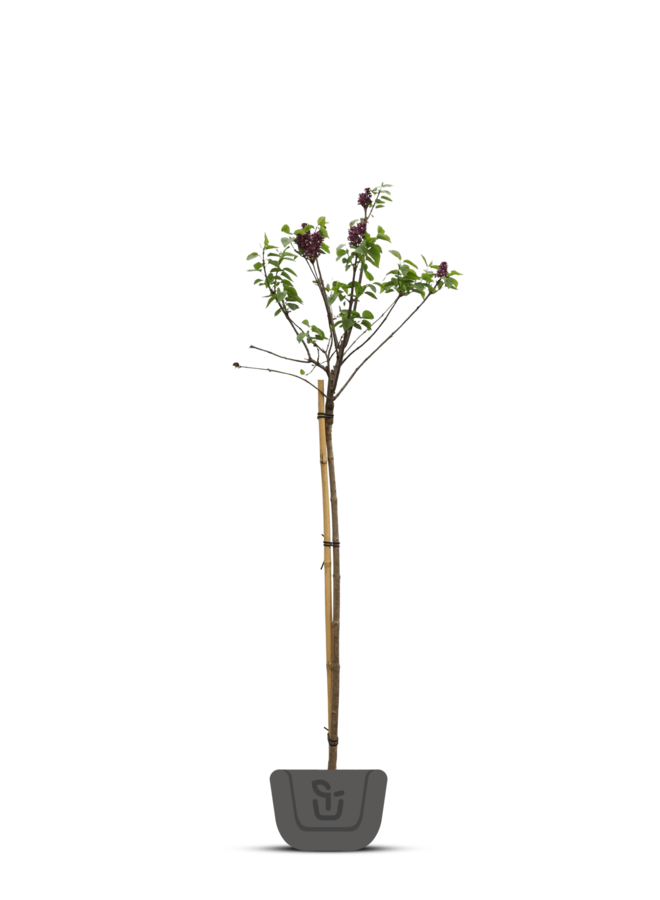 Sering op stam | Syringa bloom. Dark Purple