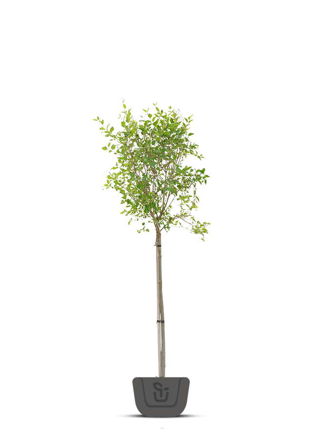 Syringa patula 'Miss Kim' | Sering op stam