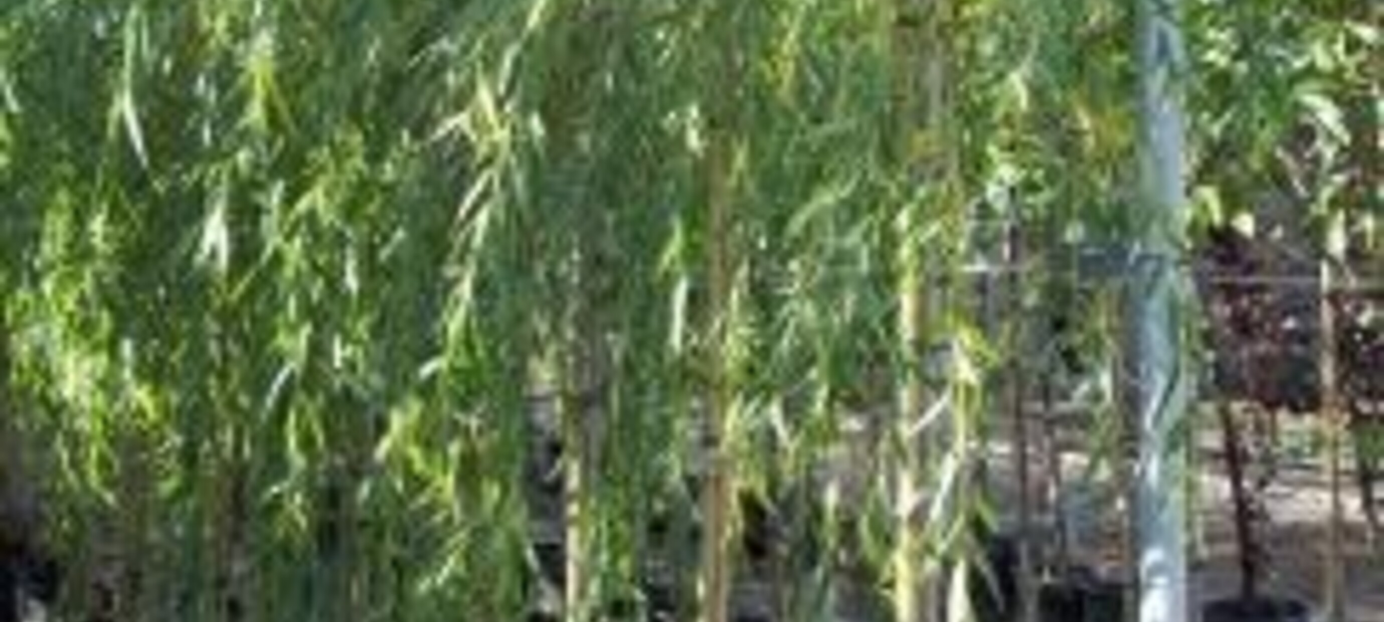 Bomen aanplanten in Mei?