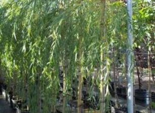 Bomen aanplanten in Mei?