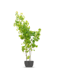 Liquidambar styr. Worplesdon | Meerstammig