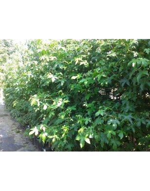 Liquidambar styraciflua Worplesdon | Meerstammig