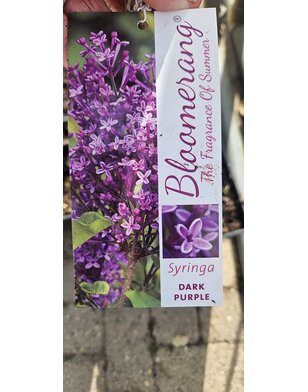 Sering | Syringa bloom. Dark Purple