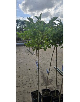 Syringa patula 'Miss Kim' | Sering op stam