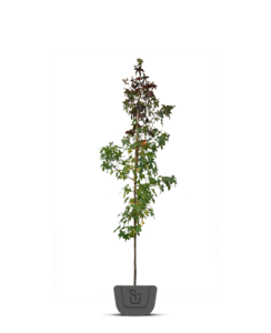 Amberboom | Liquidambar styr. Lane Roberts