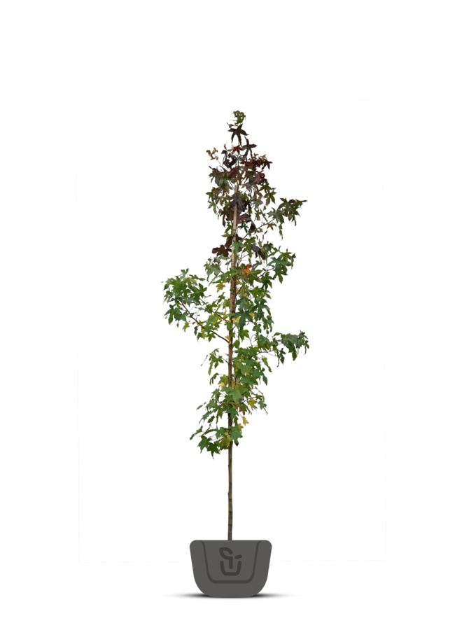 Amberboom | Liquidambar styr. Lane Roberts