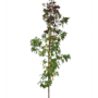 Amberboom | Liquidambar styraciflua Lane Roberts