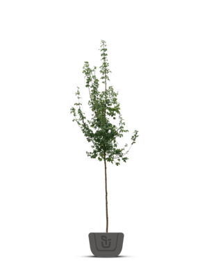Haagbeukbladige esdoorn | Acer carpinifolium