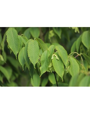 Haagbeukbladige esdoorn | Acer carpinifolium