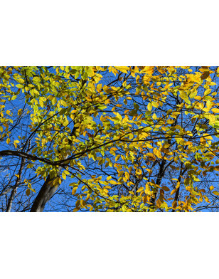 Haagbeukbladige esdoorn | Acer carpinifolium