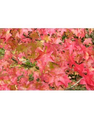 Amberboom | Liquidambar styraciflua Lane Roberts