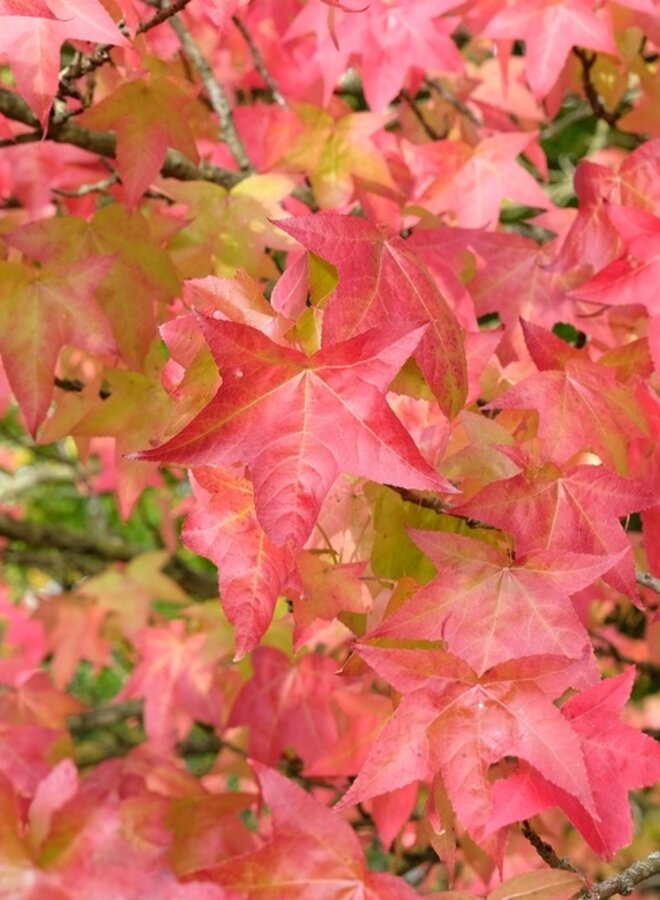 Amberboom | Liquidambar styraciflua Lane Roberts
