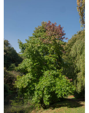 Amberboom | Liquidambar styraciflua Lane Roberts