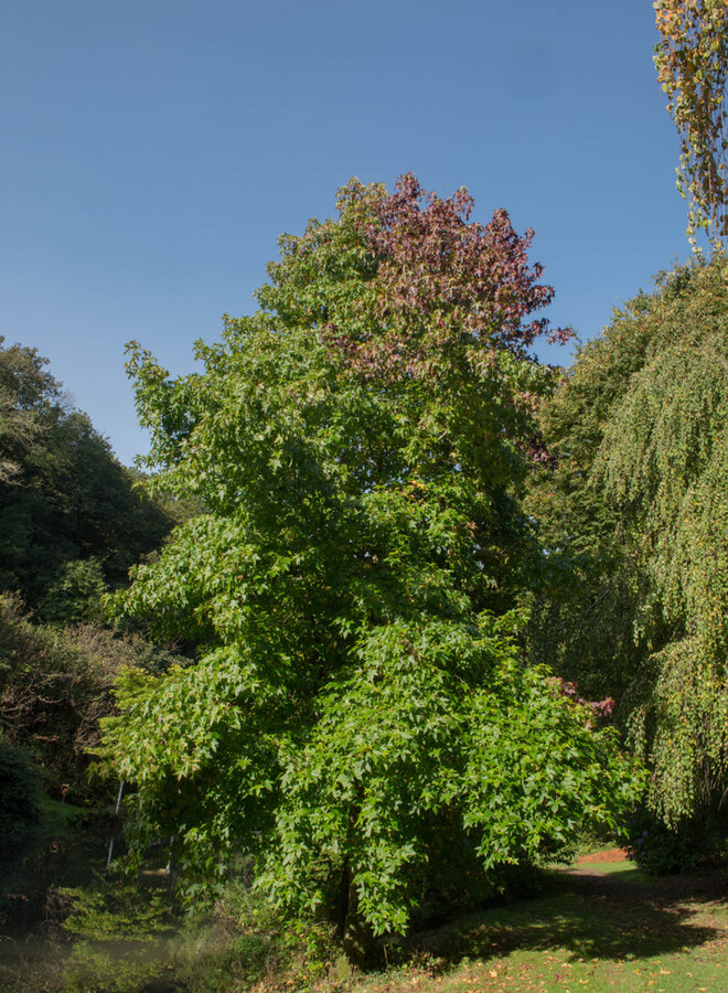 Amberboom | Liquidambar styraciflua Lane Roberts