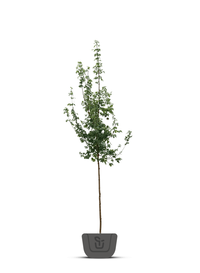 Fluweel esdoorn | acer davidii